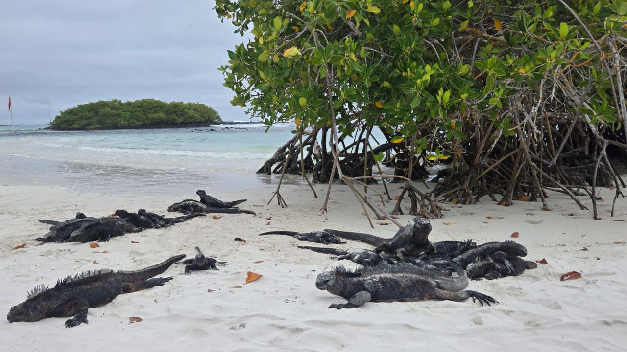 imagen de Raíces del Ecuador: Andes y Galápagos