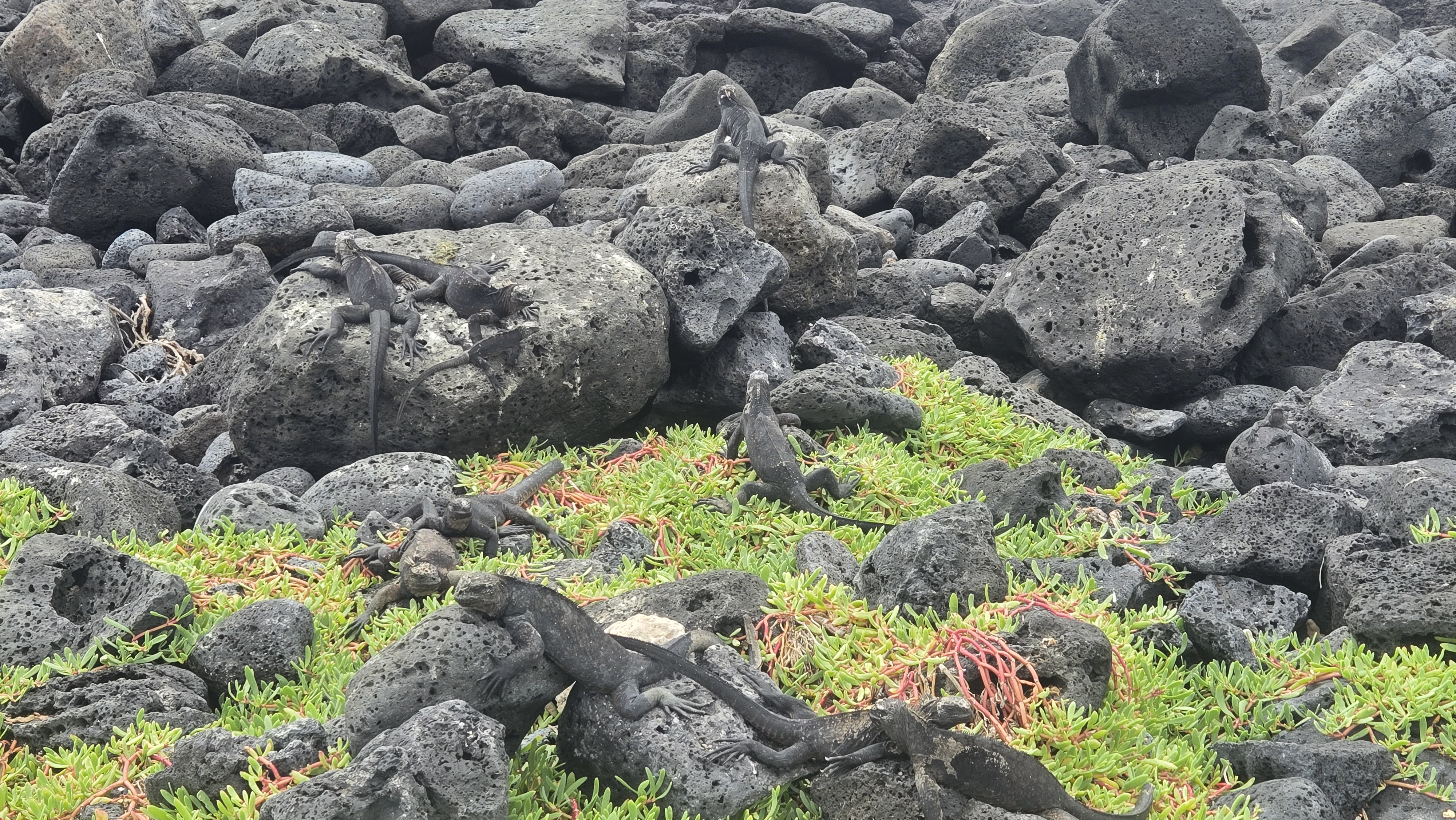 imagen de El mundo mágico de Las Islas Galápagos